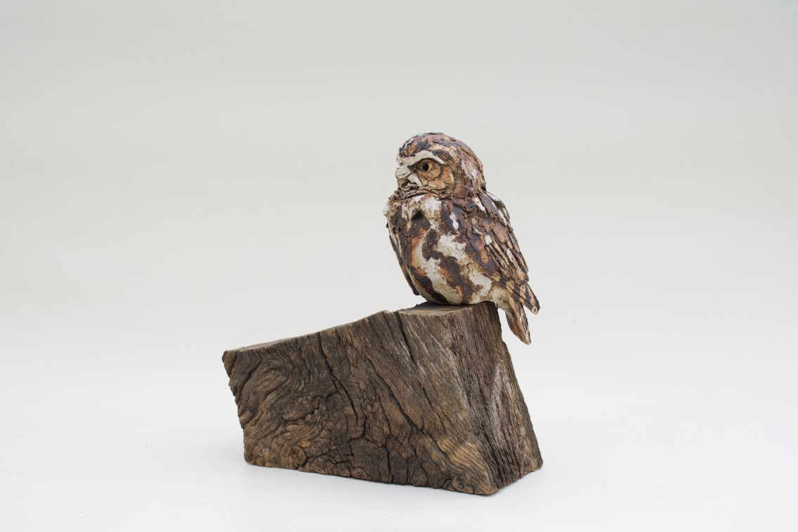Simon Griffiths - Little Owl on Reclaimed Oak