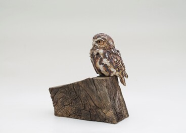 Simon Griffiths - Little Owl on Reclaimed Oak