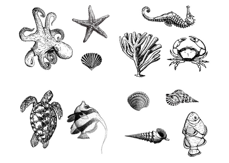 Mayco Designer Silkscreen: Sea Life