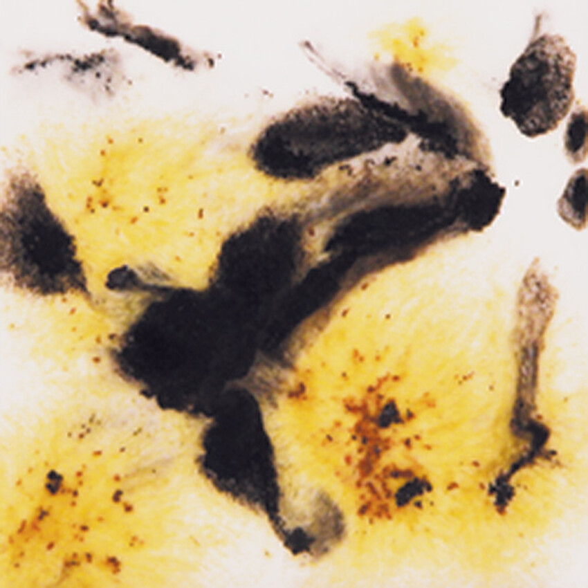 Photograph: Mayco Crystalites Brush-On Glaze: Cheetah 473ML 473ml