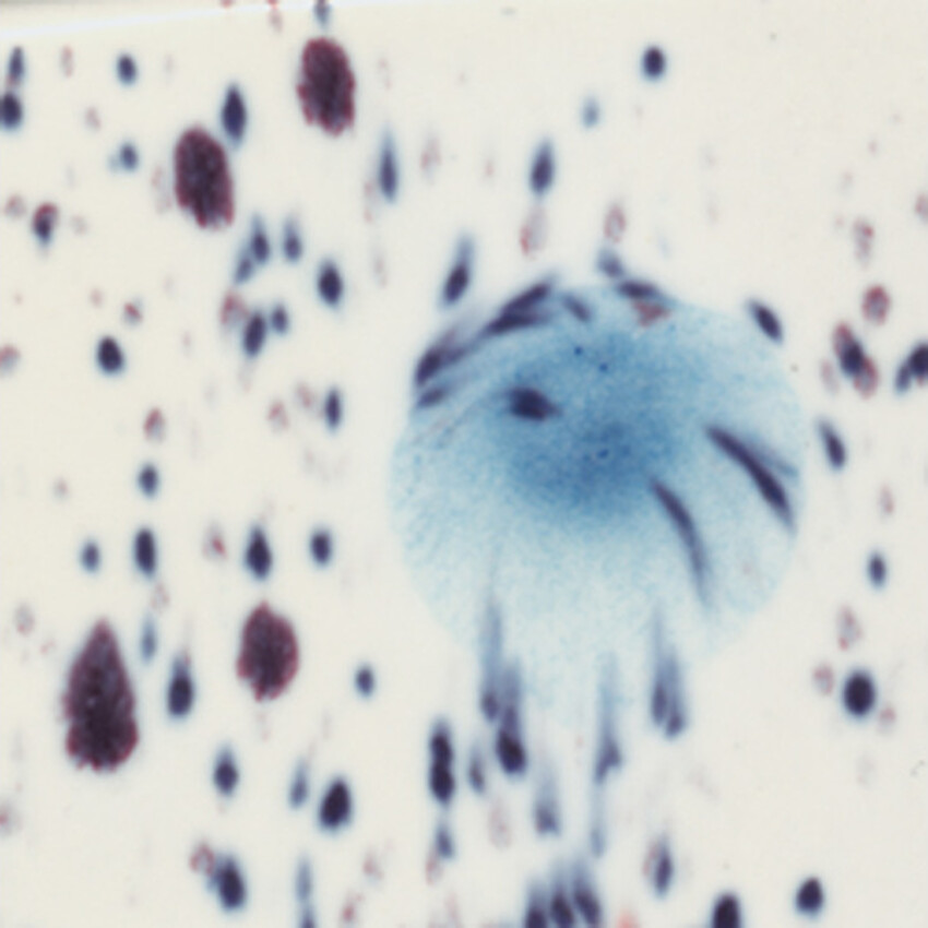 Photograph: Mayco Crystalites Brush-On Glaze: Peacock Eyes 473ML 473ml