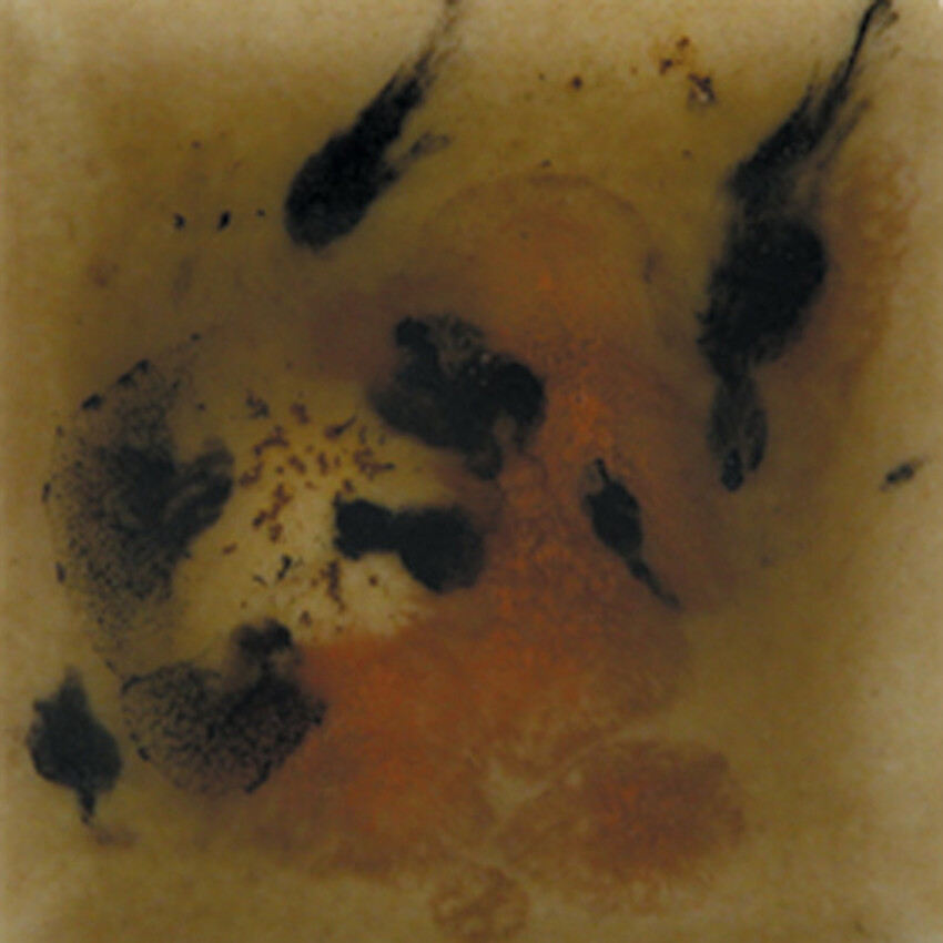 Photograph: Mayco Crystalites Brush-On Glaze: Safari 118ml
