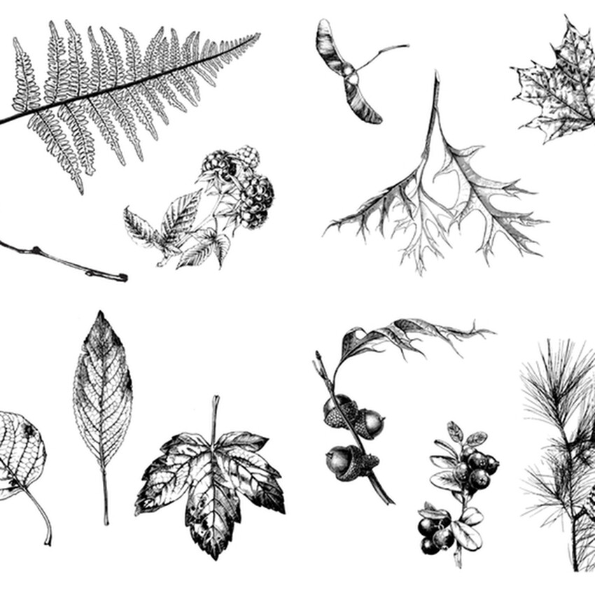 Photograph: Mayco Designer Silkscreen: Botanical (Leaves)