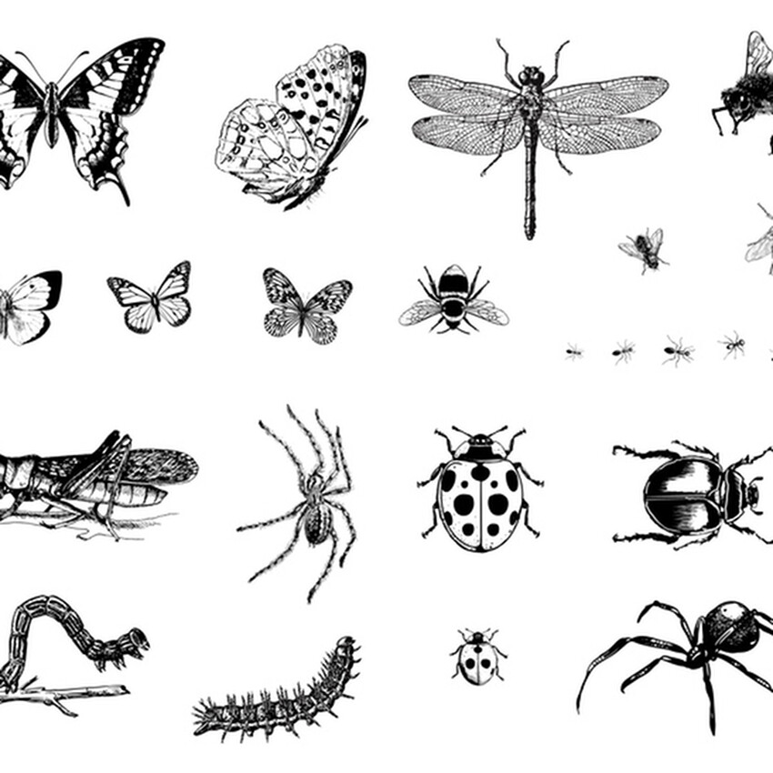 Photograph: Mayco Designer Silkscreen: Bugs