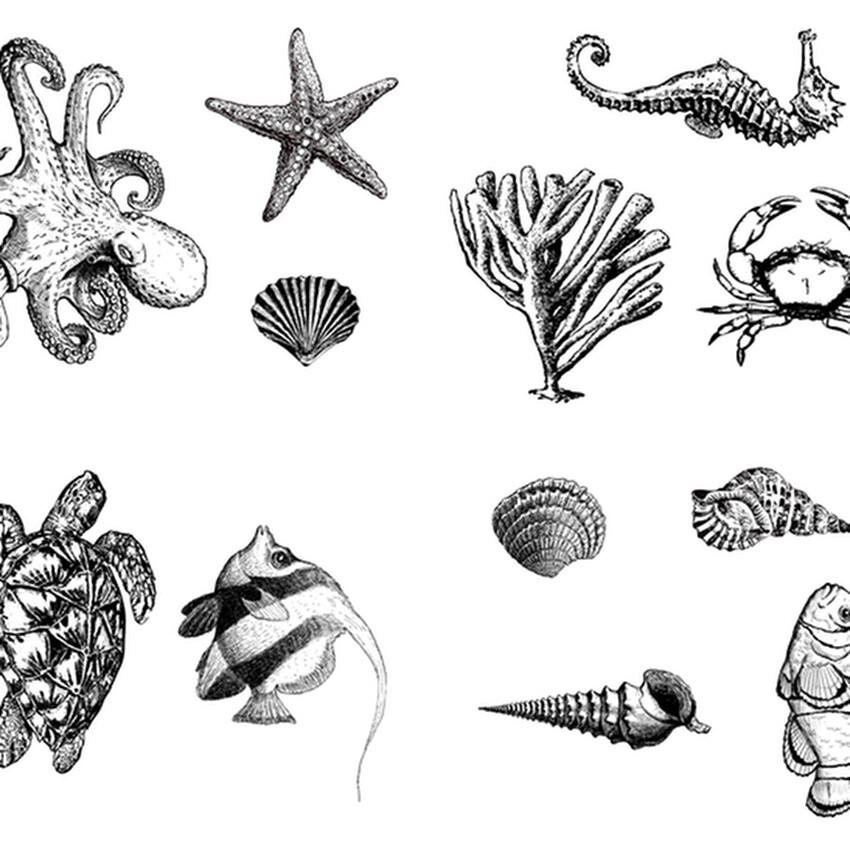 Photograph: Mayco Designer Silkscreen: Sea Life