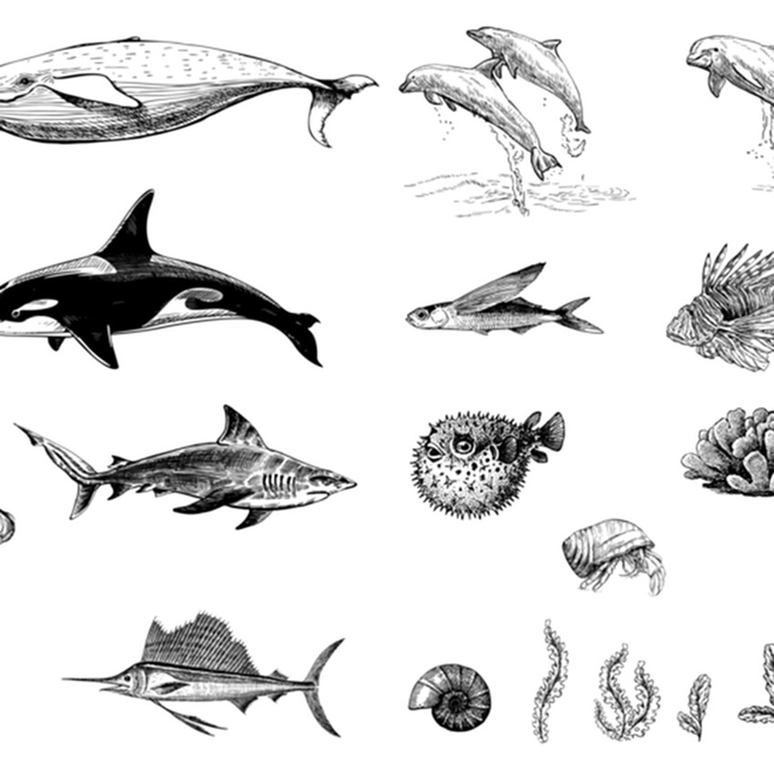 Photograph: Mayco Designer Silkscreen: Sea Life II