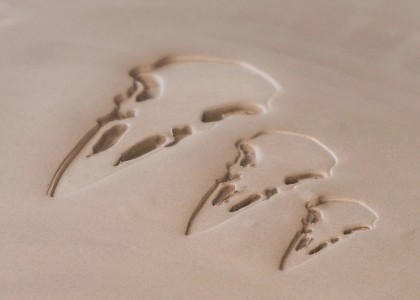 Ceramind Stamp Set: Raven Skull