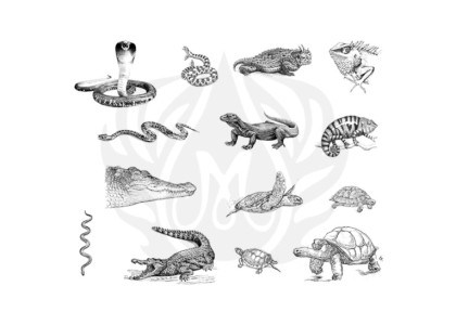 Mayco Designer Silkscreen: Reptiles