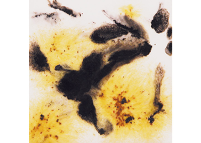 Mayco Crystalites Brush-On Glaze: Cheetah 473ML 473ml
